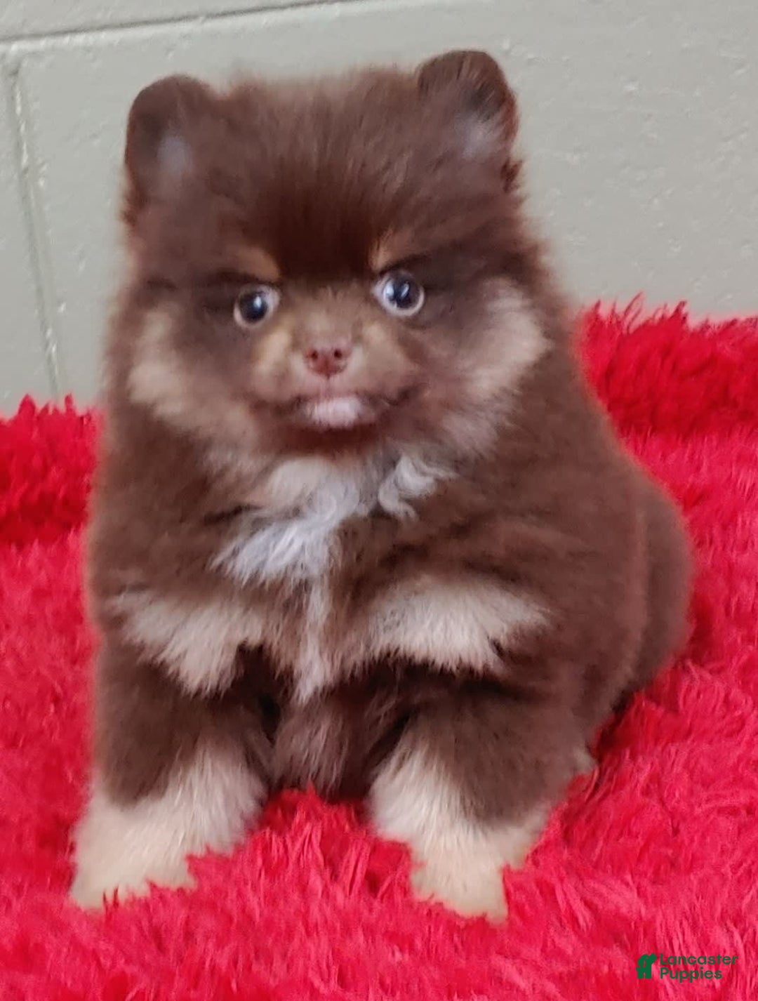 Pomeranian dogs for sale: Jimmy - Image 4