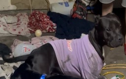 American Bully dogs for sale: Jazz - Image 4