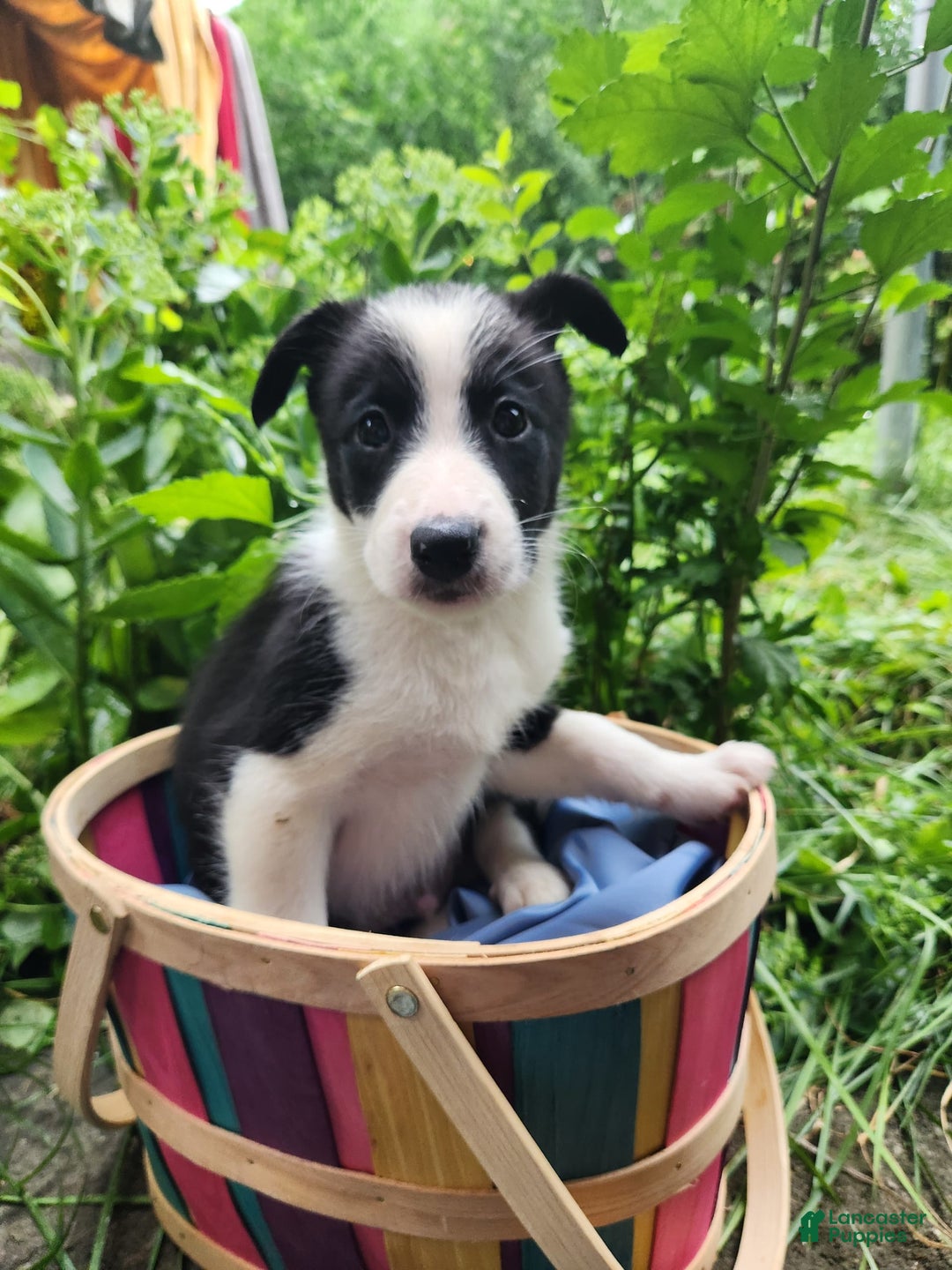 Border Collie dogs for sale: Little Lenny - Image 5