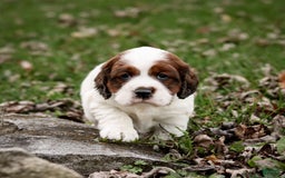 Saint Berdoodles dogs for sale: Bianca - Image 1