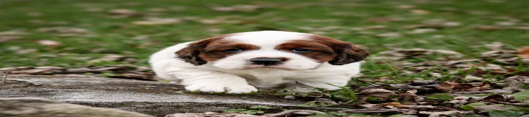 Bianca