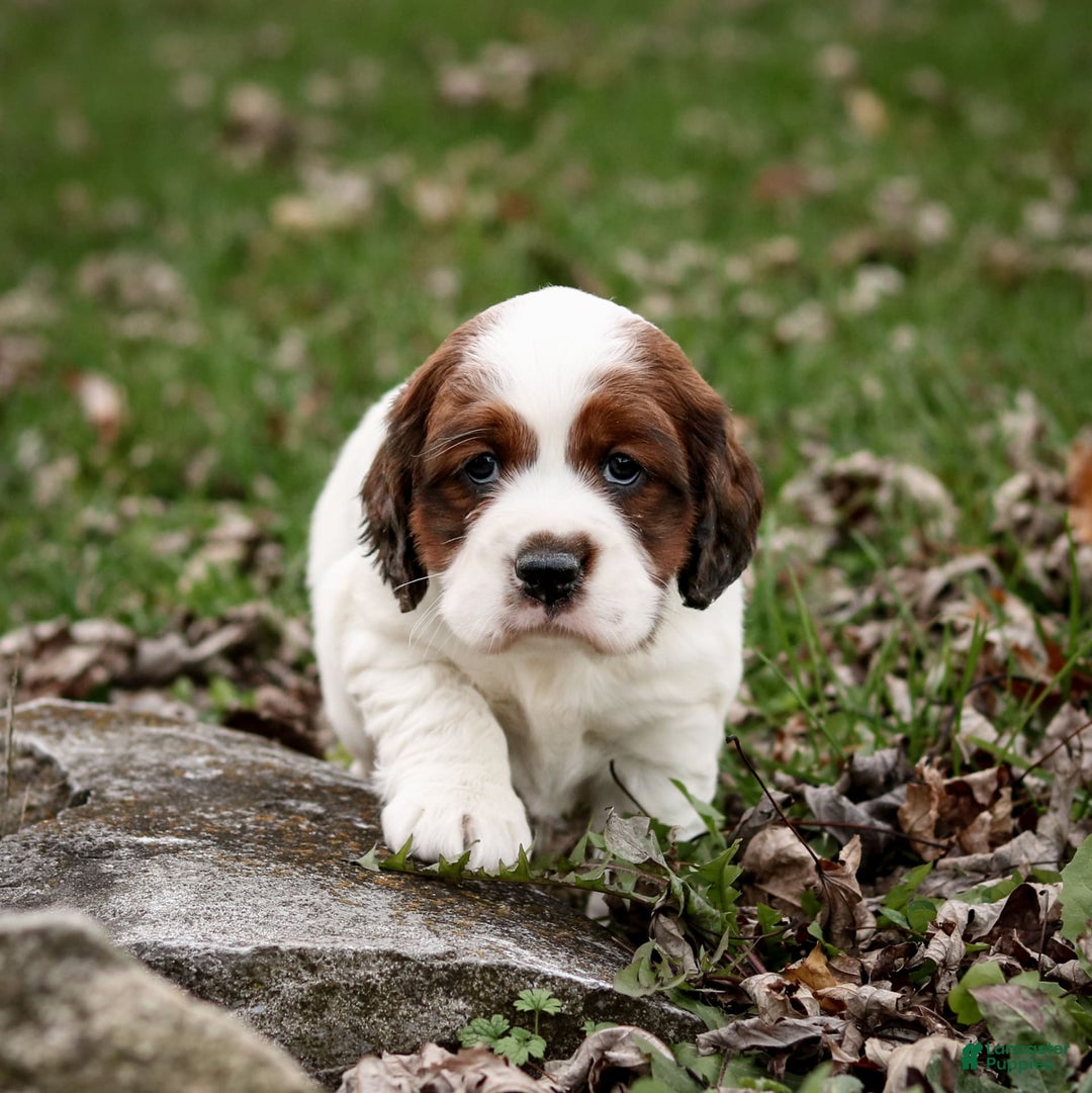 Saint Berdoodles dogs for sale: Bianca - Image 1
