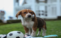 Beagle dogs for sale: Cooper - Image 1