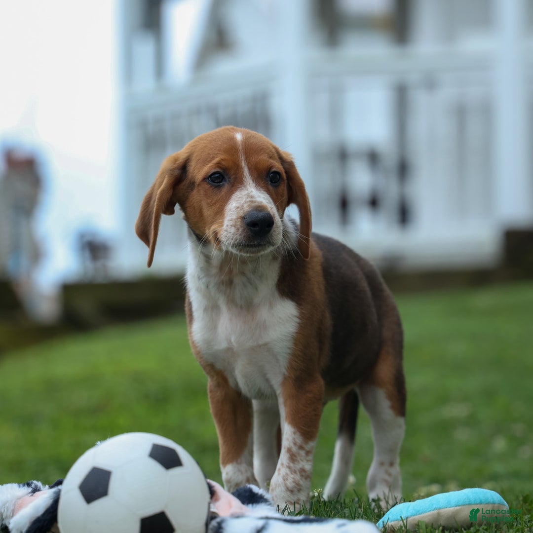 Beagle dogs for sale: Cooper - Image 1
