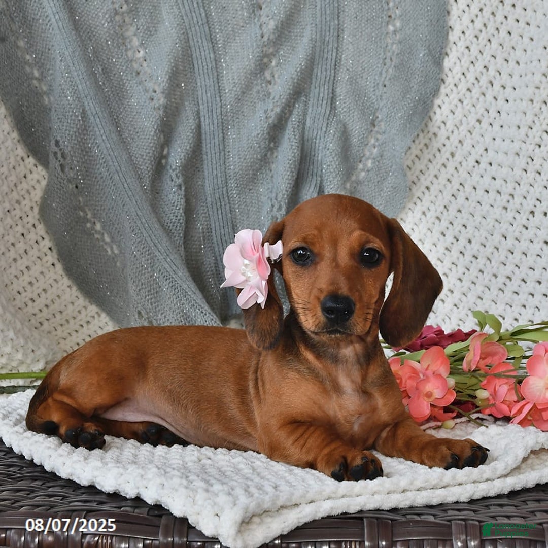 Miniature Dachshund dogs for sale: Miniature Dachshund 6 puppies - Image 1