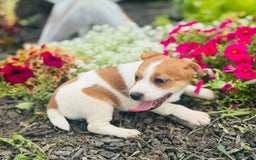Jack Russell Terrier dogs for sale: Lindon - Image 3