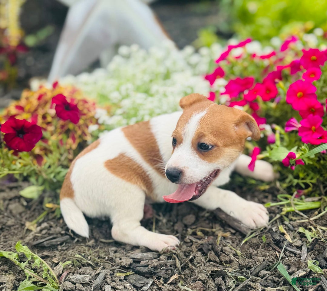 Jack Russell Terrier dogs for sale: Lindon - Image 3