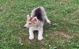 Gerberian Shepsky dogs for sale: Rolex - Image 3