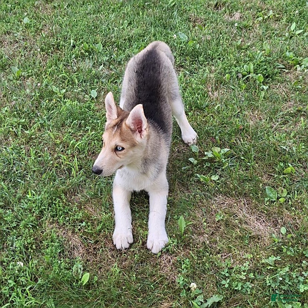 Gerberian Shepsky dogs for sale: Rolex - Image 3