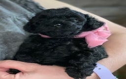 Miniature Poodle dogs for sale: Tasha - Image 3