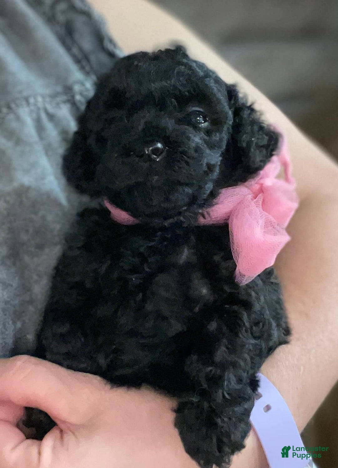 Miniature Poodle dogs for sale: Tasha - Image 3
