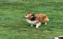 Shetland Sheepdog dogs for sale: Lucy - Image 5