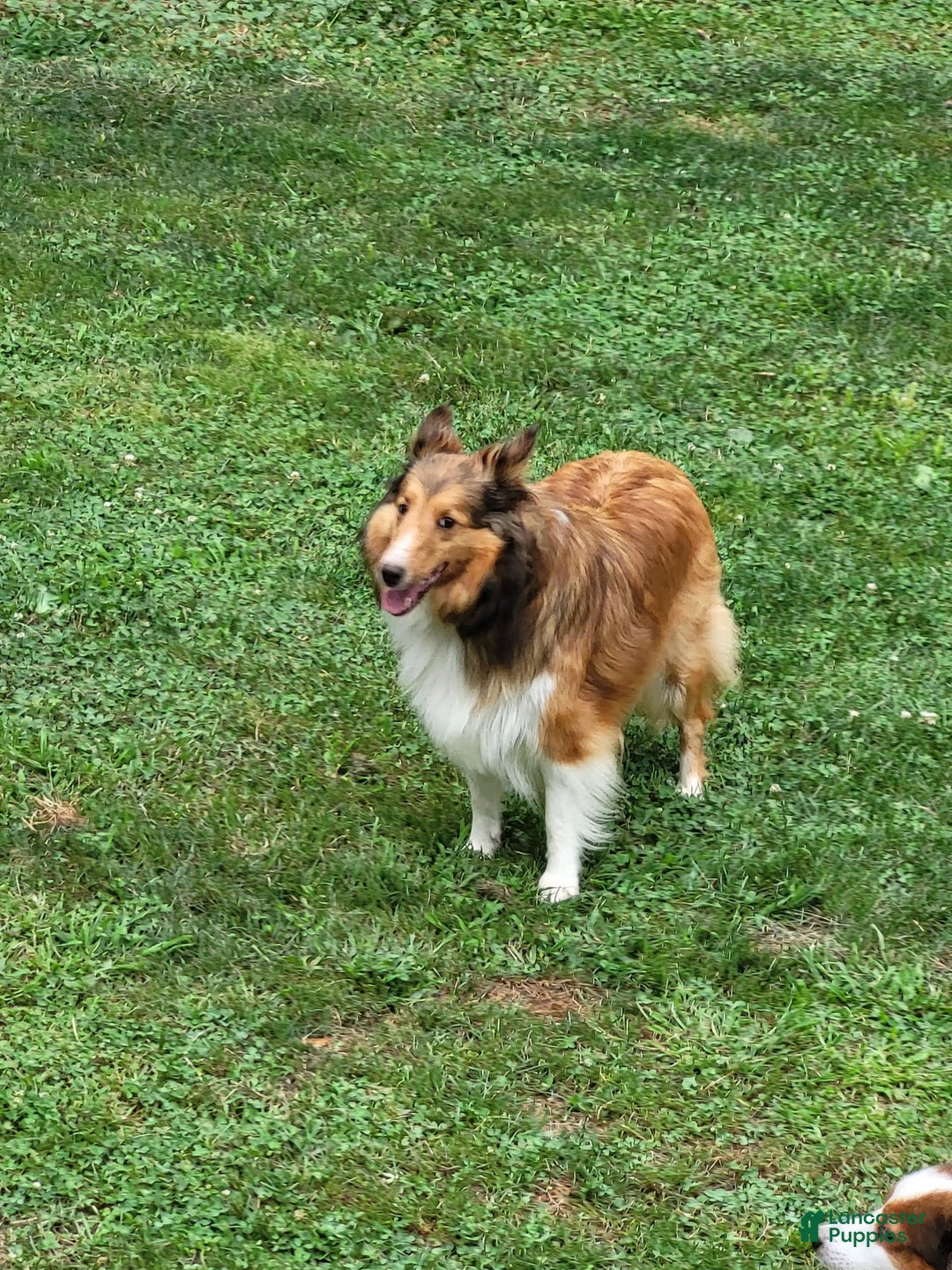 Shetland Sheepdog dogs for sale: Lucy - Image 5
