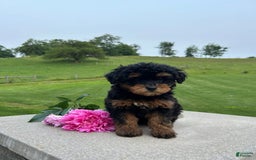 Mini Aussiedoodle dogs for sale: Mini Aussiedoodle 6 puppies - Image 1