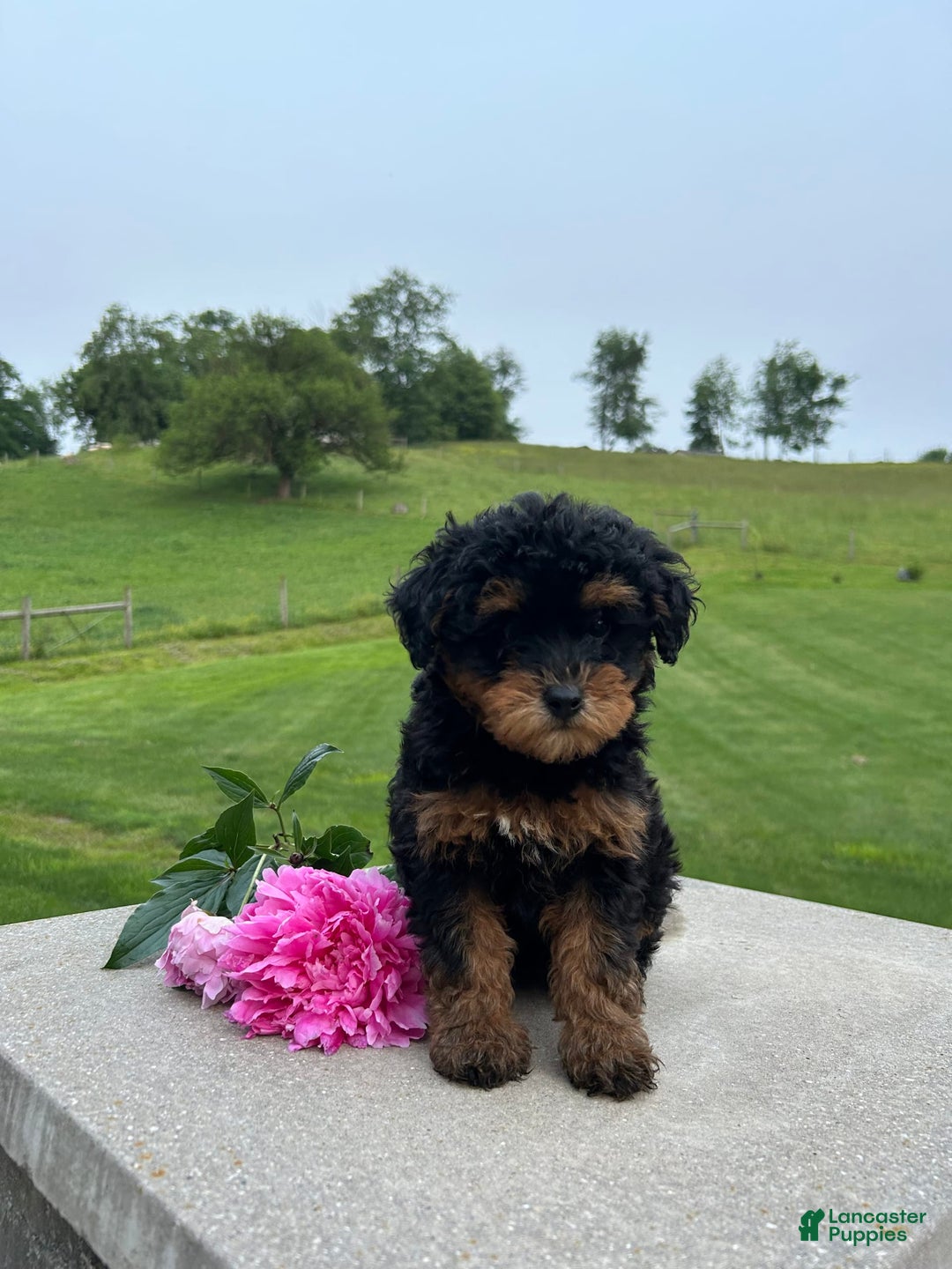 Mini Aussiedoodle dogs for sale: Mini Aussiedoodle 6 puppies - Image 1