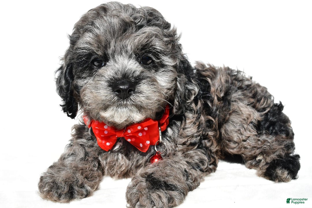 Cockapoo dogs for sale: Sonny - Image 9