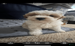 Miniature Poodle dogs for sale: May - Image 18