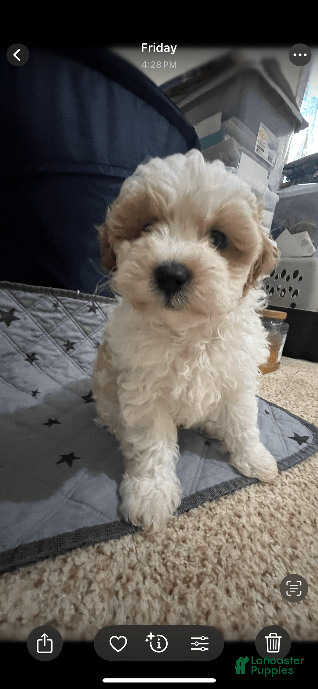 Miniature Poodle dogs for sale: May - Image 18