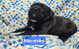 Cane Corso dogs for sale: Hermes - Image 2