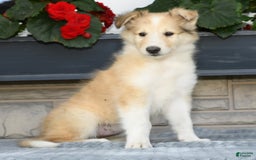 Collie dogs for sale: Penny - Image 1
