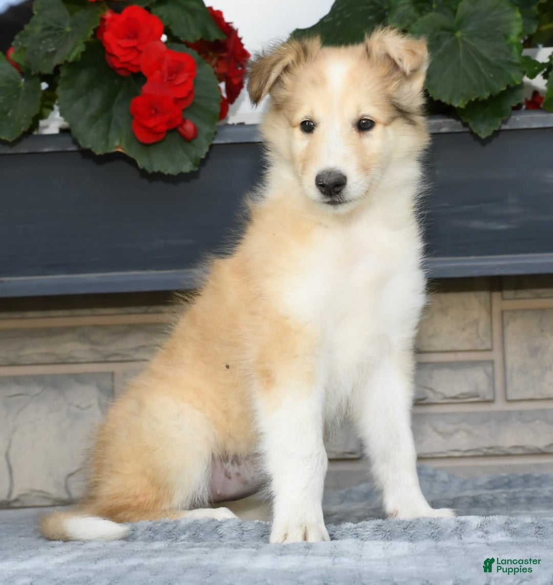 Collie dogs for sale: Penny - Image 1