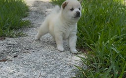 Shiba Inu dogs for sale: Yuki - Image 17