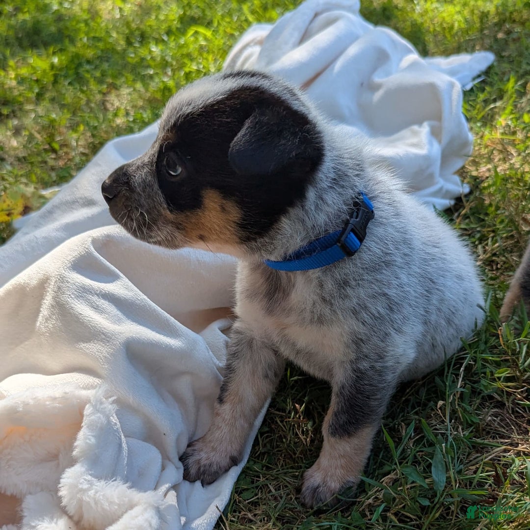 Australian Cattle Dog dogs for sale: Ricky - Image 3