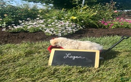 Yochon dogs for sale: Logan - Image 2