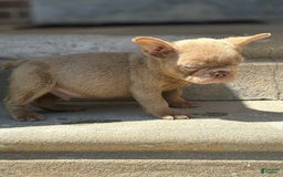 French Bulldog dogs for sale: Crisean boy 3 - Image 3