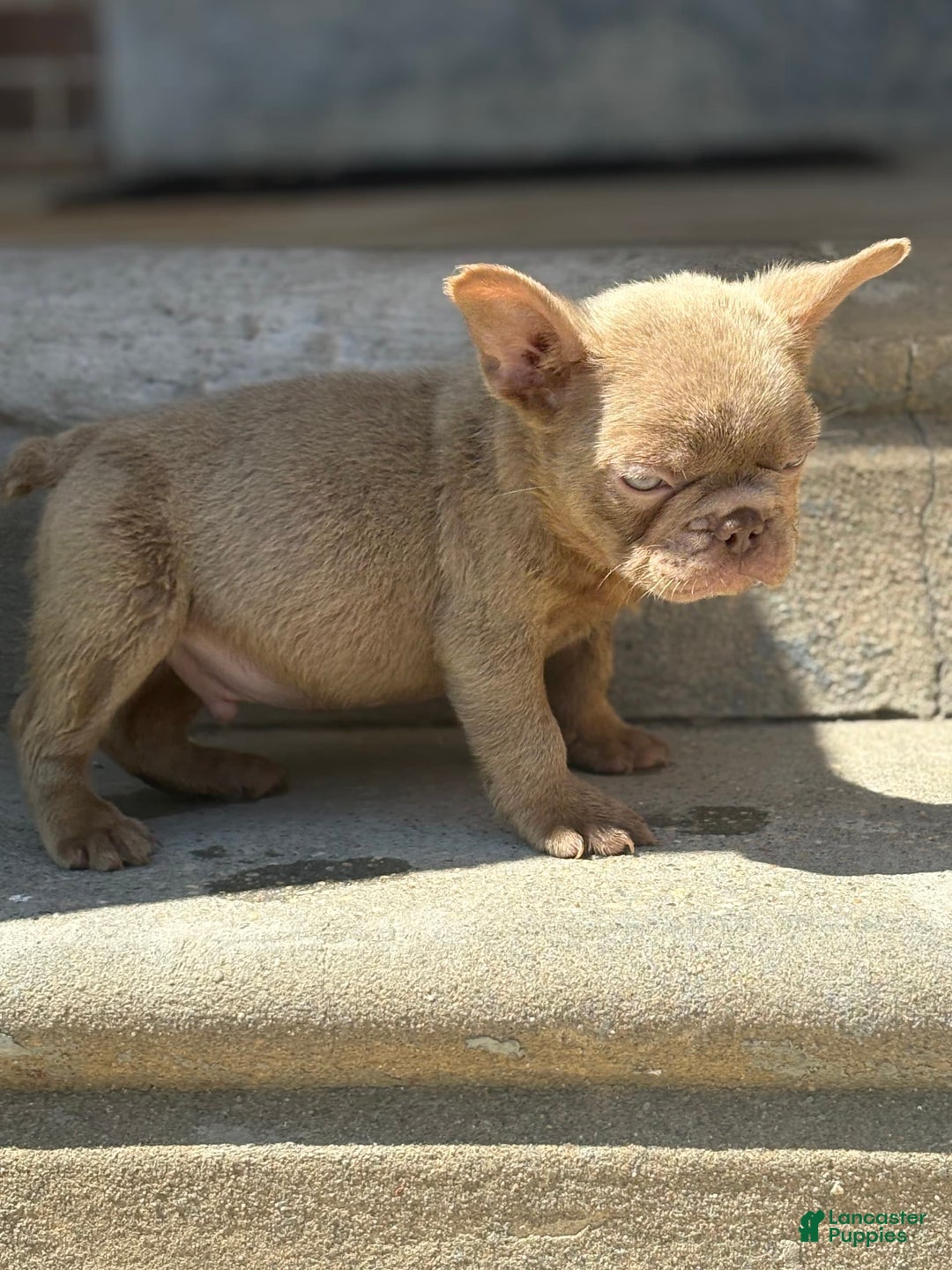 French Bulldog dogs for sale: Crisean boy 3 - Image 3