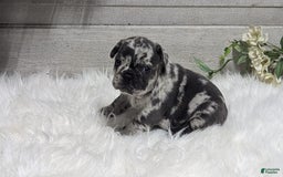 French Bulldog dogs for sale: Kyrie - Image 3