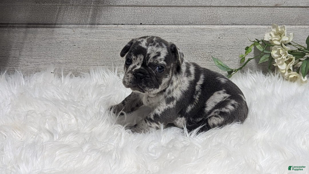 French Bulldog dogs for sale: Kyrie - Image 3