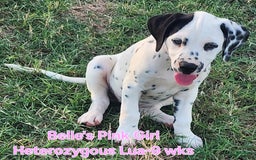 Dalmatian dogs for sale: Belles Pink Lua Girl - Image 5