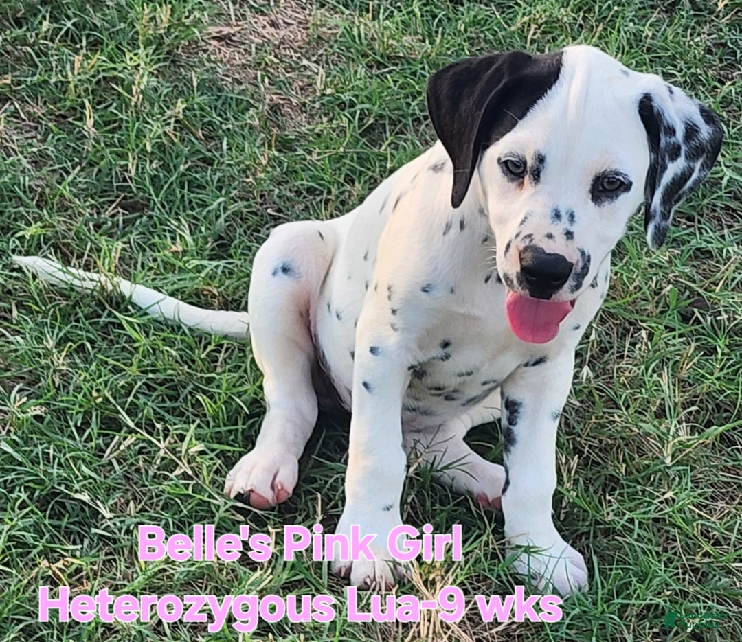 Dalmatian dogs for sale: Belles Pink Lua Girl - Image 5