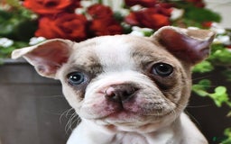 Boston Terrier dogs for sale: Laura - Image 1