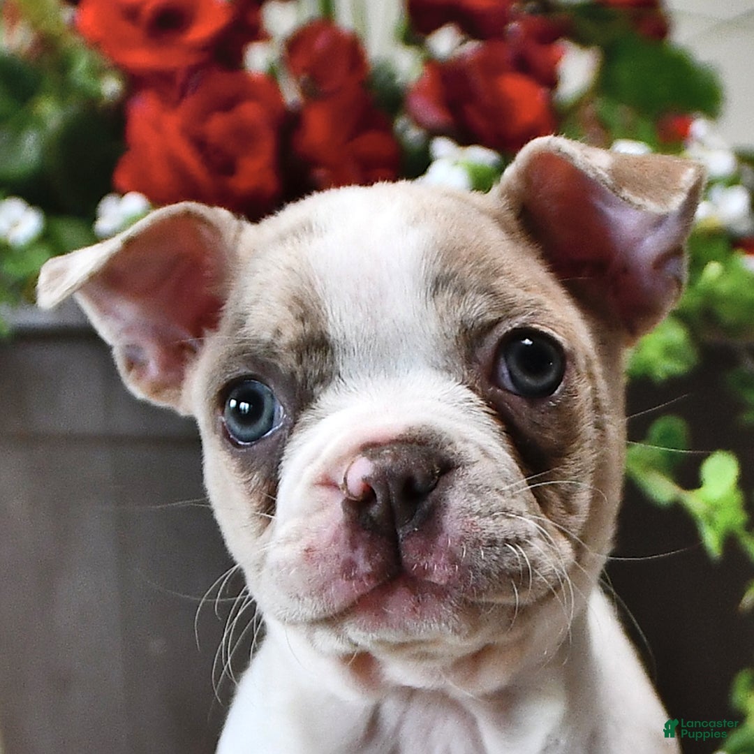 Boston Terrier dogs for sale: Laura - Image 1