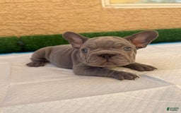 French Bulldog dogs for sale: Lila - Image 1