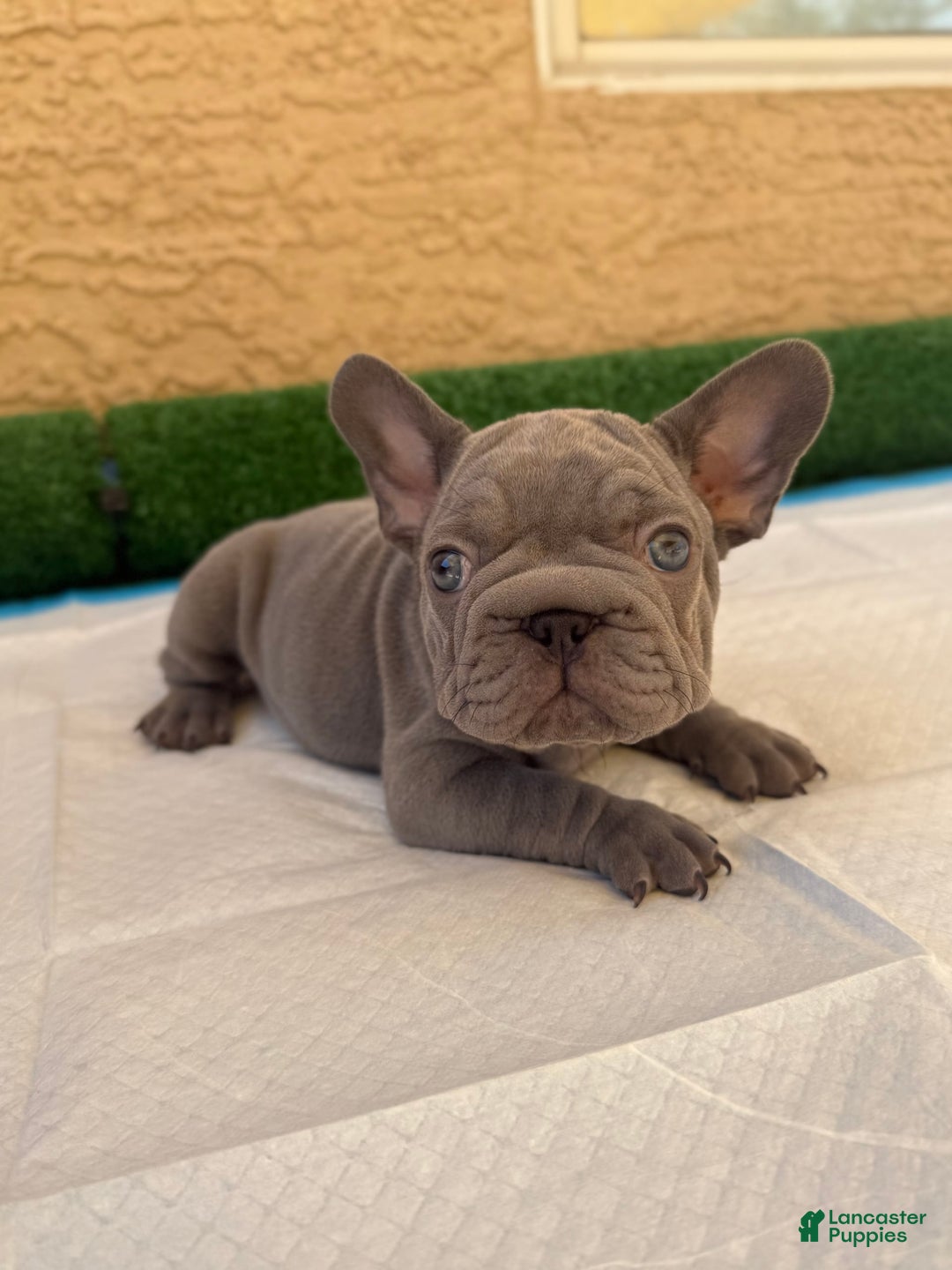 French Bulldog dogs for sale: Lila - Image 1