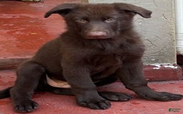 German Shepherd dogs for sale: Cocoa - Image 1