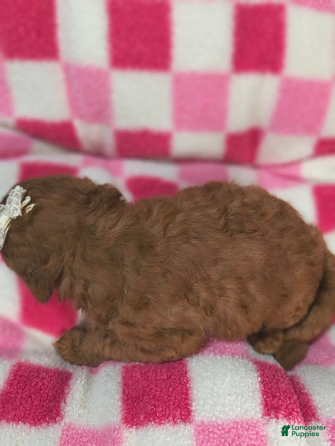 Mini Goldendoodle dogs for sale: Sena - Image 5