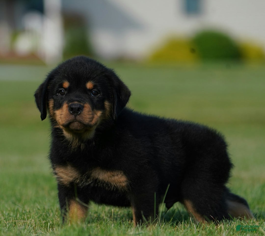 Rottweiler dogs for sale: Oscar - Image 2