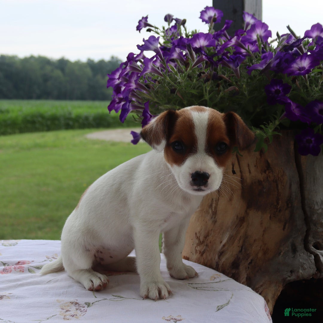 Jack Russell Terrier dogs for sale: Frisky - Image 3