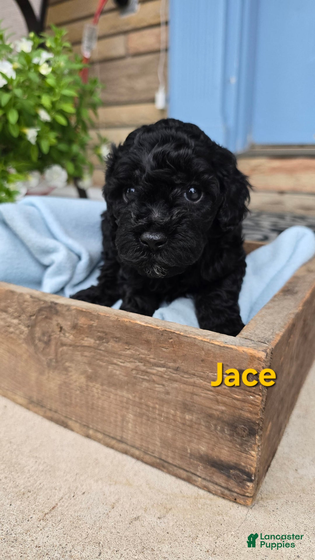Cavapoo dogs for sale: Jace - Image 1