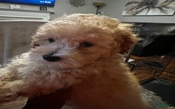 Maltipoo dogs for sale: Luke - Image 2