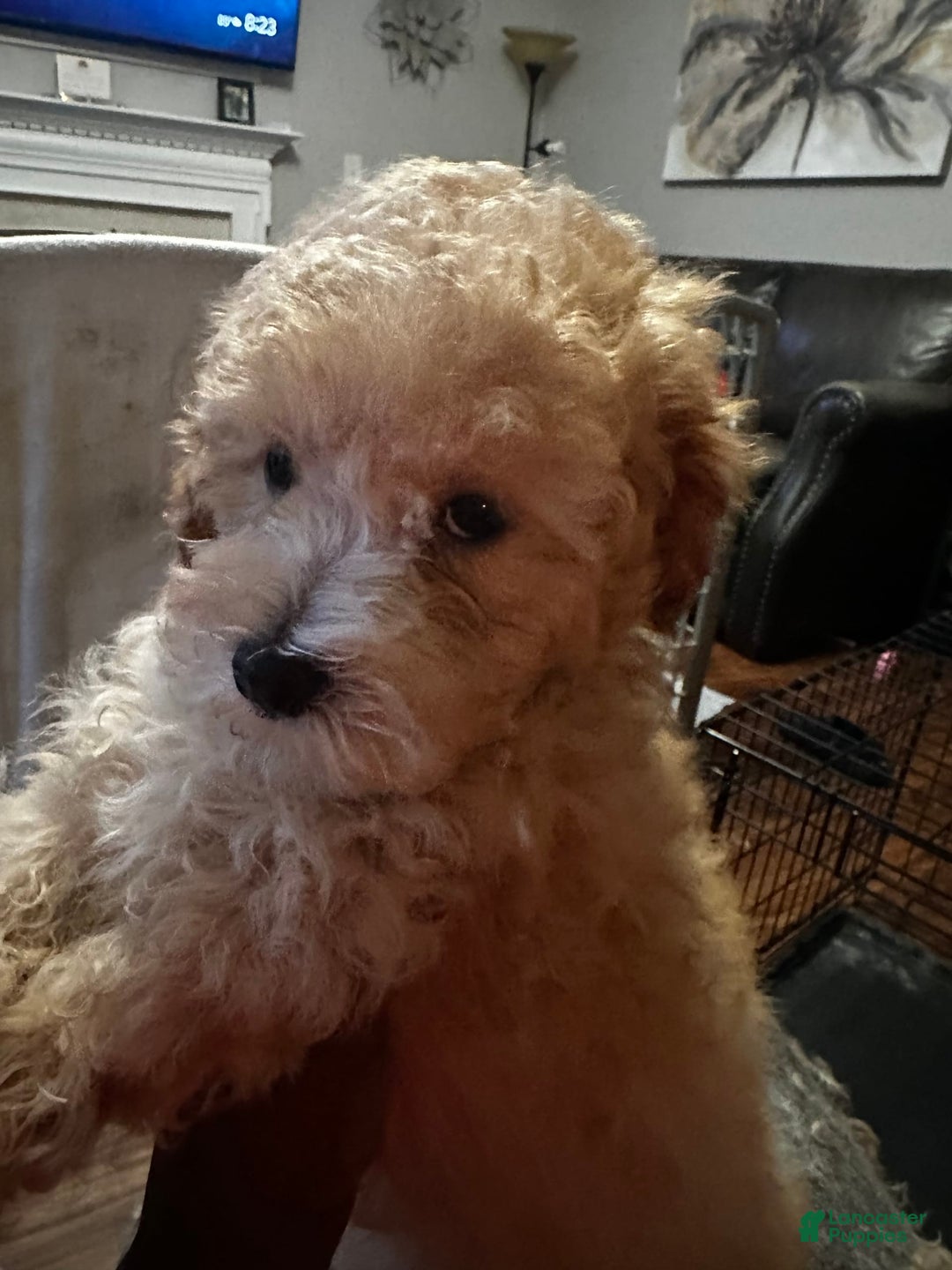 Maltipoo dogs for sale: Luke - Image 2