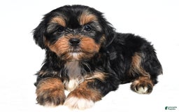 Shorkie dogs for sale: Wren - Image 1