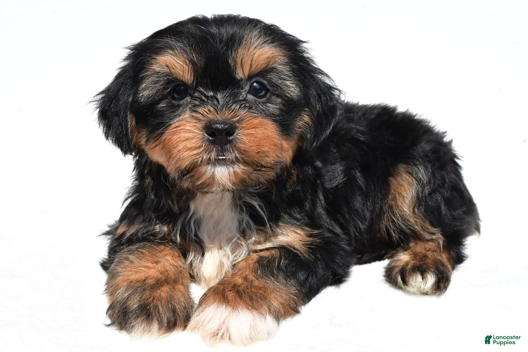 Shorkie dogs for sale: Wren - Image 1