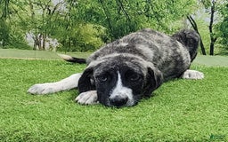 Anatolian Shepherd dogs for sale: AKC Dusty 2025 Male 5 - Image 17