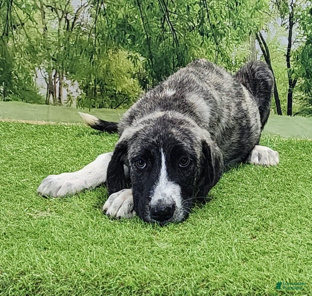 Anatolian Shepherd dogs for sale: AKC Dusty 2025 Male 5 - Image 17