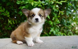 American Corgi dogs for sale: Slate - Image 4